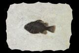 Fossil Fish (Cockerellites) - Wyoming #158582-1